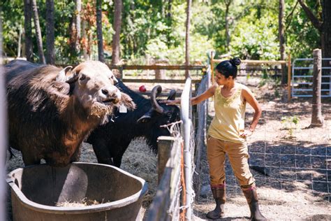 Water Buffalo Dairy Farming in Northeast Florida | Edible Northeast Florida