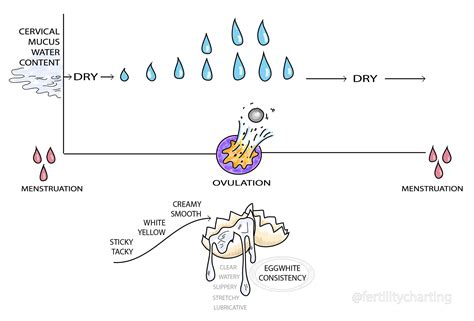 Cervical fluid throughout the menstrual cycle. Why you should NOT rely ...