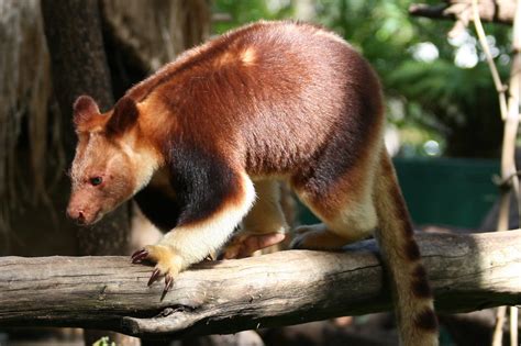 Goodfellow's tree kangaroo | Dendrolagus goodfellowi | Flickr