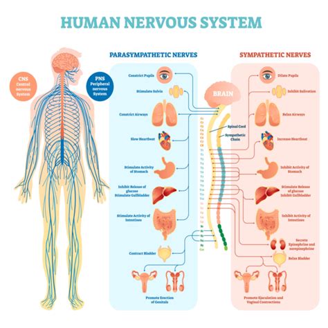 Small Fiber Neuropathy Causes and Treatment - Suzy Cohen, RPh offers ...