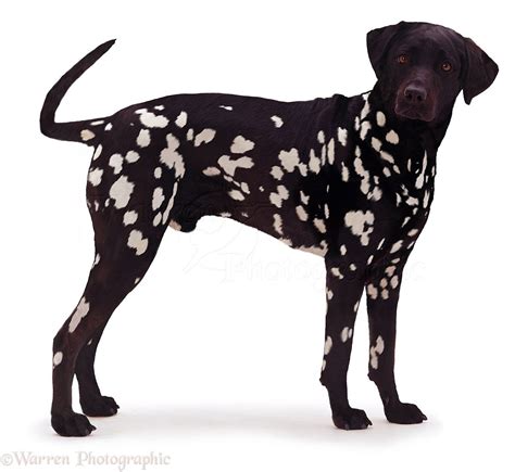 Inverse Black Dalmatian