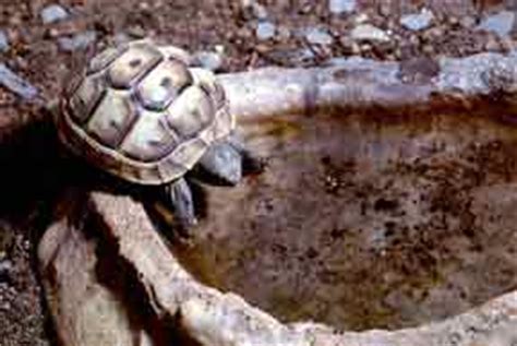 Tortoise Trust Web - Tortoises - Do They Need To Drink