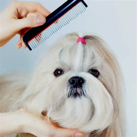 The 3 Shih Tzu Grooming Tools You Need To Clip, Brush, And Comb Your ...