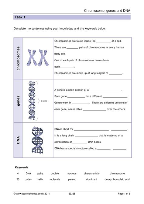 Chromosomes, genes and DNA worksheet with answers