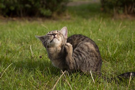 Types, Symptoms, and Treatment for Tick-Borne Diseases in Cats