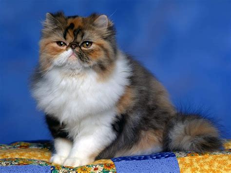 a Persian/Calico mix! | Fluffy cat, Calico kitten, Kitten wallpaper