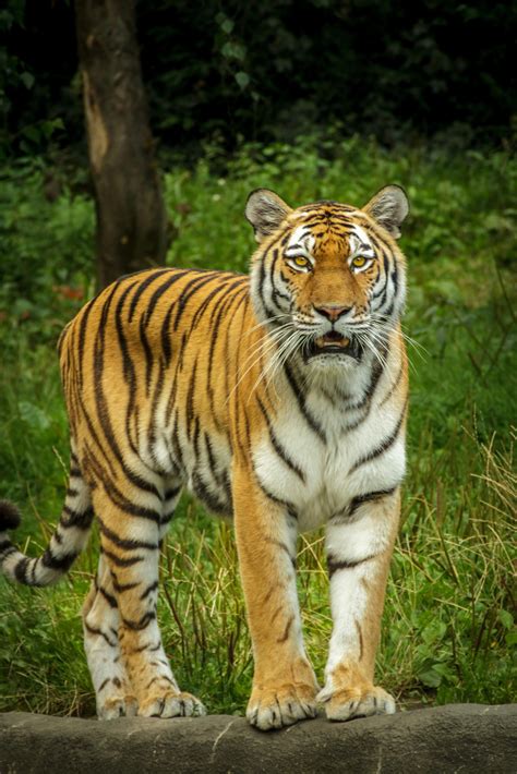 Tiger in Green Grass Near the Tree during Daytime · Free Stock Photo