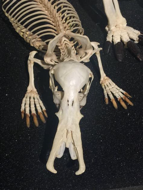 Ever wondered what the skull of a platypus looks like? Wonder no more. : r/Damnthatsinteresting