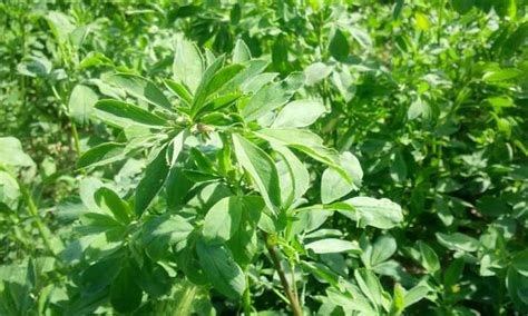 Alfalfa Cover Crop: Beneficial Nitrogen Topper - Epic Gardening