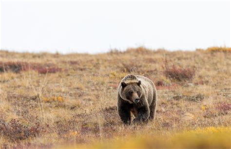 Grizzly Bear in Alaska stock image. Image of denali - 159363021