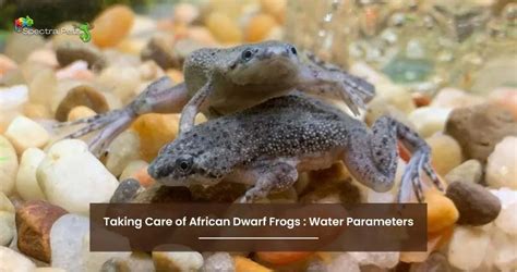 Ideal Water Parameters For African Dwarf Frog Tank