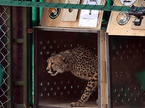 Maggots, skin infection behind latest cheetah deaths in India, confirms South African cheetah ...