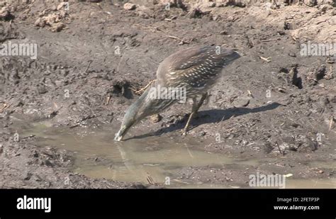 bird eating a frog Stock Video Footage - Alamy