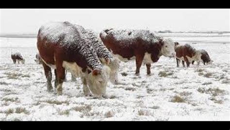 Freezing cows die from fescue foot; no known cure, but prevention works | The Caldwell County News