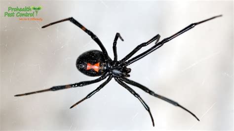 6 Black Widow Spider Facts to Keep in Mind - Prohealth Pest Control