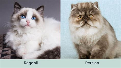 Ragdoll vs Persian Cats: The Differences (With Pictures) | Hepper