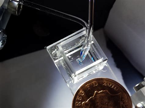 New method for the 3D printing of living tissues | Scientist Live