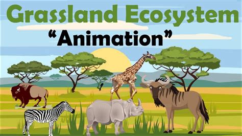 GRASSLAND ECOSYSTEM | Animation - YouTube