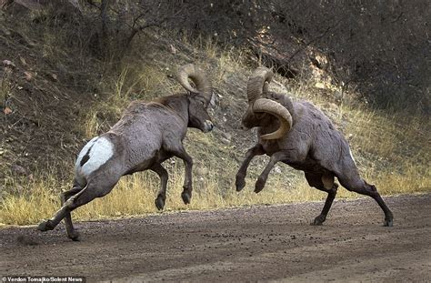 Battle of the Bighorn: Rams lock horns in a grueling six hour fight for the affections of a ...