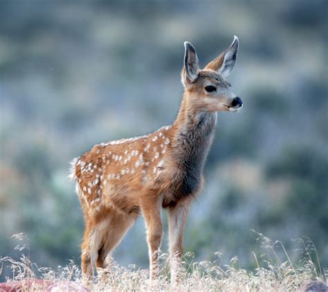 What to do if you encounter deer fawn – St George News