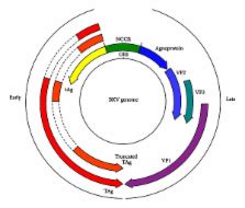 Human Polyomavirus Reactivation: Disease Pathogenesis and Treatment ...