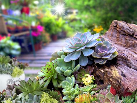 5 Most Unusual Succulent You Can Plant in Your Garden in 2024 - The Event Chronicle