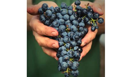 April 14 - Tannat Day: Celebrating Uruguay’s champion grape