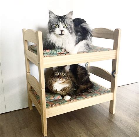 We combined two ikea doll beds into a bunk bed. Needless to say our cats love it