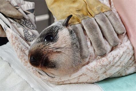 Tiny seal pup receives treatment at Vancouver Aquarium Rescue Centre | News