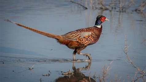 Centennial Pheasant Hunting Season in South Dakota Marked by 47% Increase in Pheasants Per Mile ...