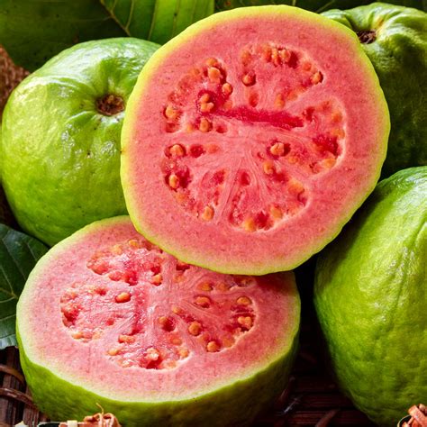 Tropical Pink Guava Trees for Sale | BrighterBlooms.com