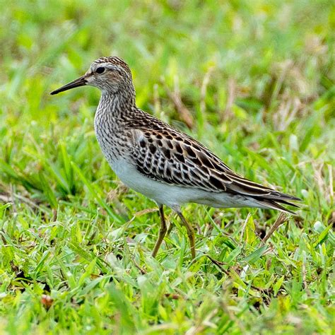 Hawaiʻi Birding Trails | pectoral sandpiper