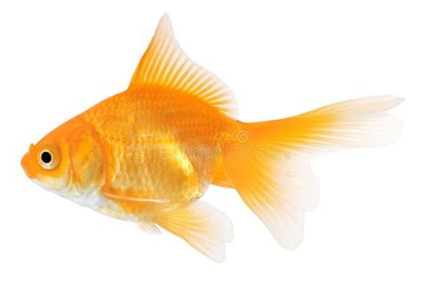 Goldfish Isolated on White Background Stock Photo - Image of color, nature: 17453426