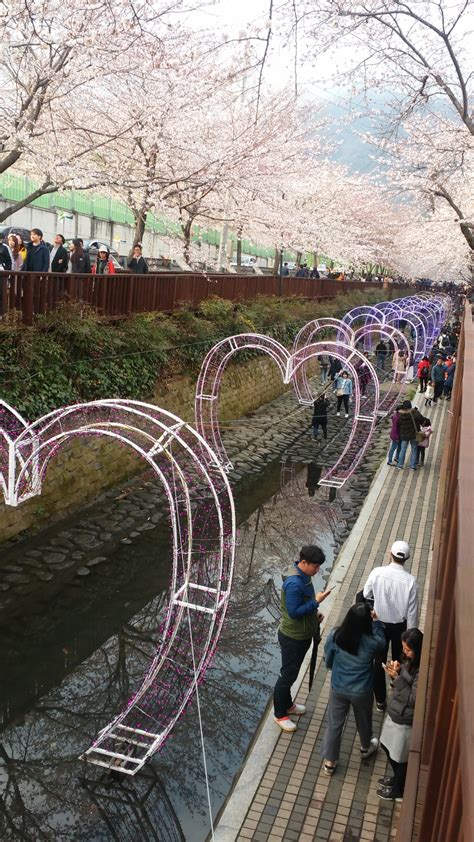 Changwon and Jinhae Cherry Blossom Festival – Lisa and Ryan