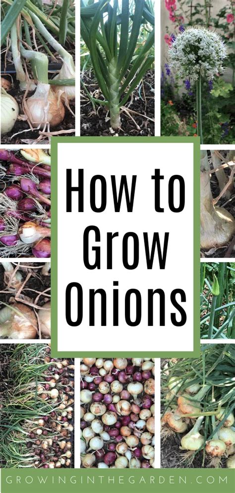 How to grow onions 10 tips for growing onions – Artofit