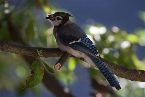 Blue Jay with beak deformity. - FeederWatch