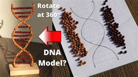 How to a Make DNA Model using beads easy & simple DIY at Home, DNA working model diy, Rotating ...