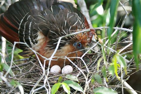 Hoatzin - Opisthocomus hoazin female adult - gevi169769