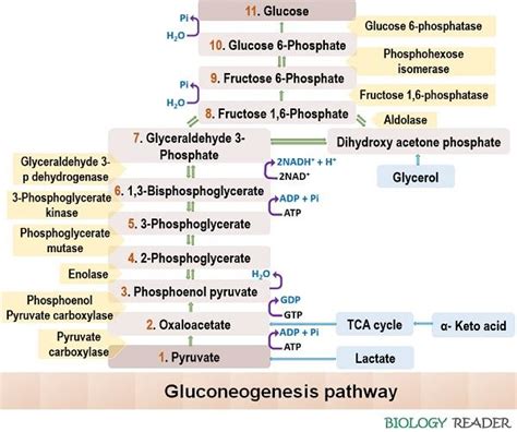 What is Gluconeogenesis? Definition, Pathway & Regulation - Biology Reader