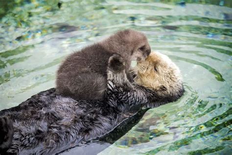 Baby Otter Pup Falling Asleep On Its Floating Mother’s Belly Is The Cutest Thing Ever - Pulptastic