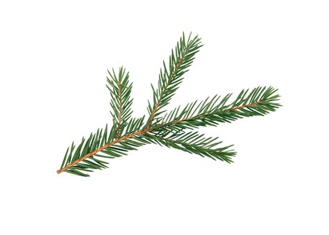 Fir Tree Branch Nature, Fir Tree, Forest, Plant PNG Transparent Image and Clipart for Free Download