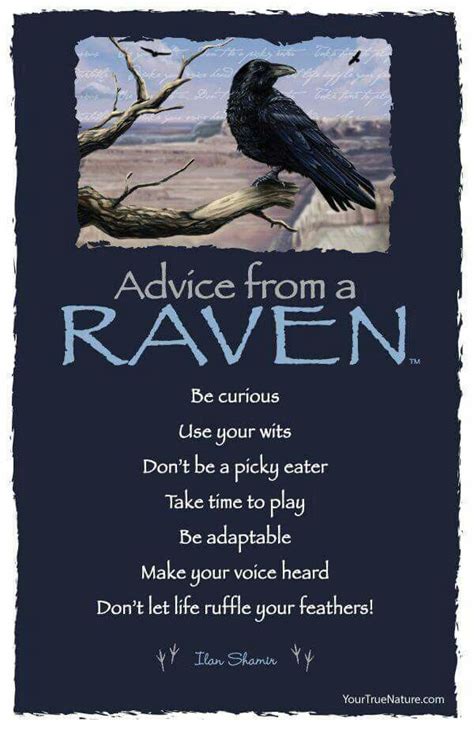 I love ravens...all blackbirds. | Animal spirit guides, Quotes, Nature ...