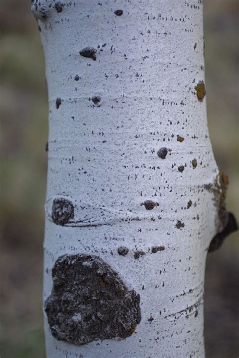 Populus tremuloides (Salicaceae) - bark - of a medium tree or large branch