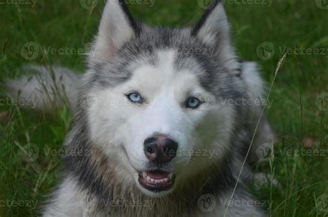 Siberian Husky Dog Face 11835715 Stock Photo at Vecteezy