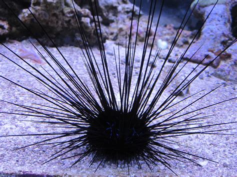 Day 51/365 | Spiky! Long spined sea urchin at the London Aqu… | Flickr