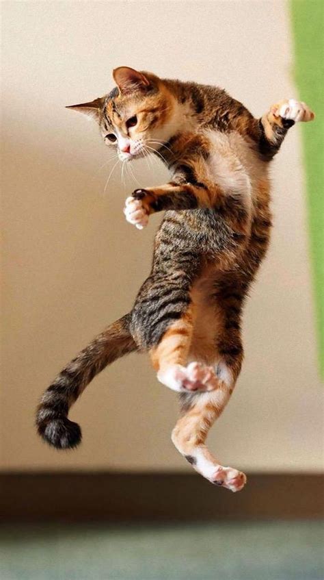 Sign in | Jumping cat, Cute cats and kittens, Dancing cat