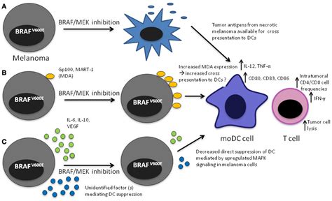 Frontiers | Impact of MAPK Pathway Activation in BRAFV600 Melanoma on T Cell and Dendritic Cell ...