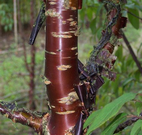 Buy Prunus serrula 'Tibetica' (Mahogony Bark Cherry (Tibetan Cherry)) in the UK | Prunus, Tree ...