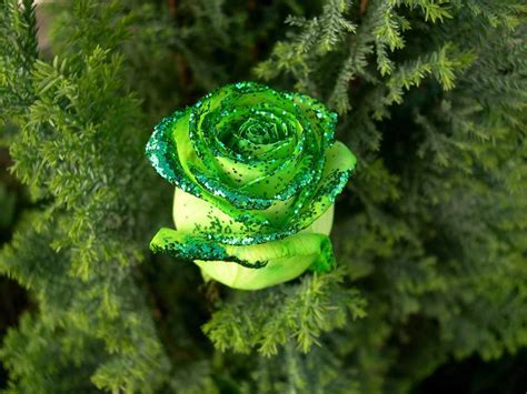 Flower Photos: Amazing Green Rose