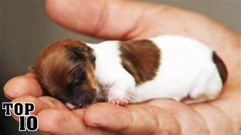 Top 10 Smallest Dogs In The World - YouTube